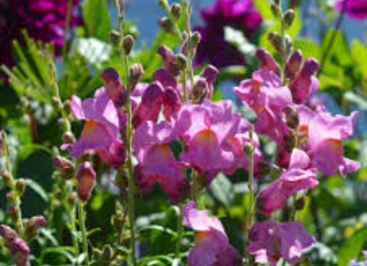 snapdragon flower meaning