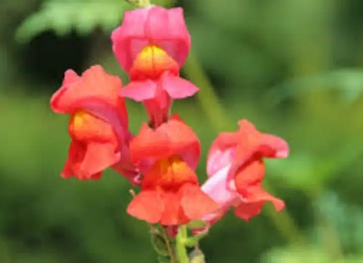 Snapdragons in love and relationship