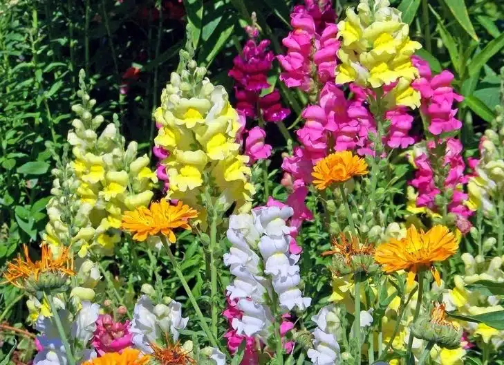 Snapdragons in Mythology and History