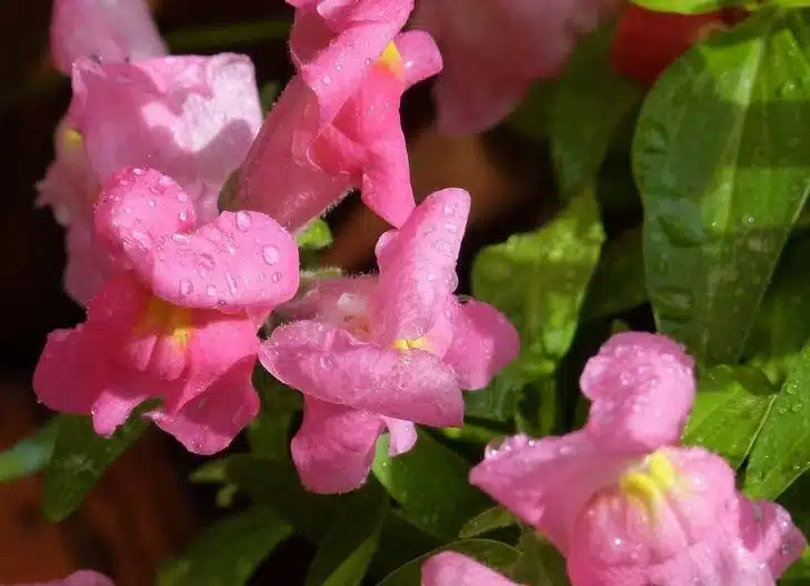 Snapdragon Flower Colors and Their Meanings