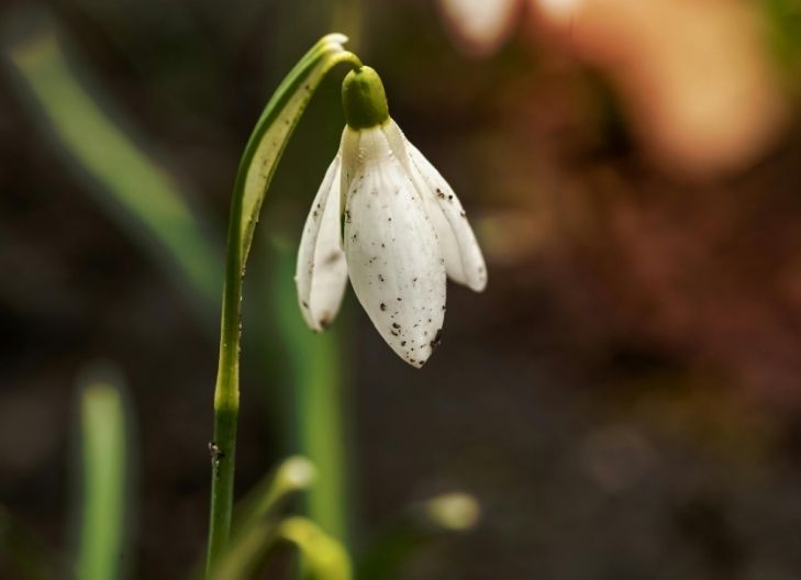 Why Do Snowdrops Symbolize Hope?