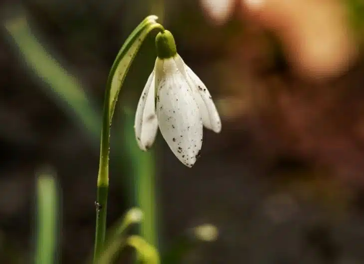 Why Do Snowdrops Symbolize Hope?
