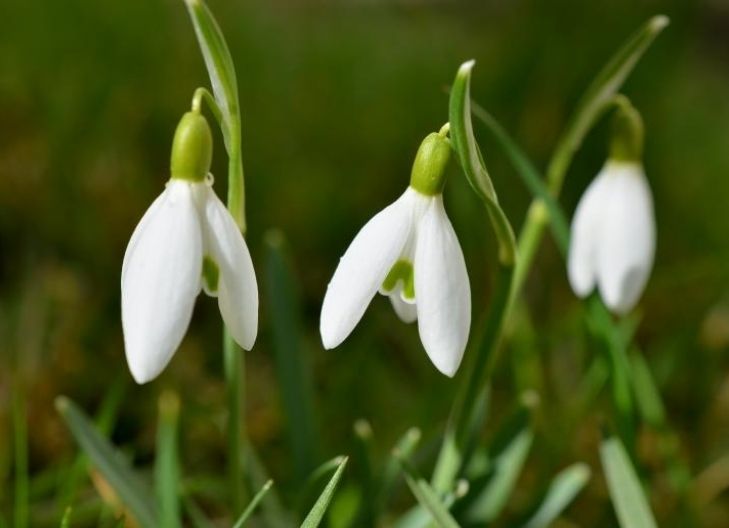 snowdrop flower spiritual