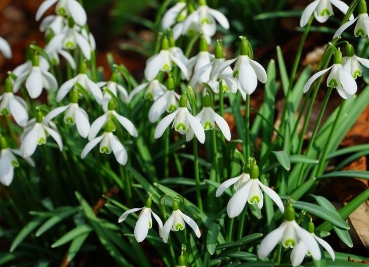 snowdrop flower meaning
