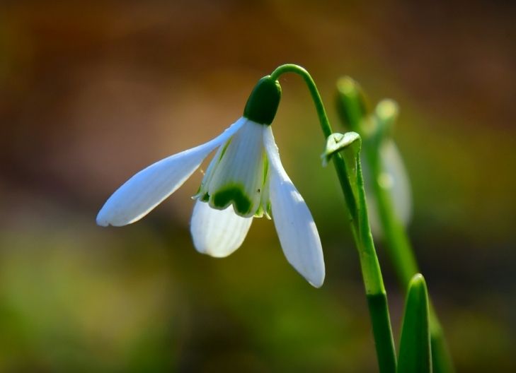 snowdrop flower meaning love and relationship