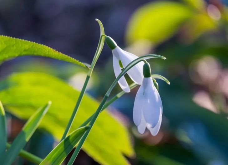 snowdrop flower meaning spiritual
