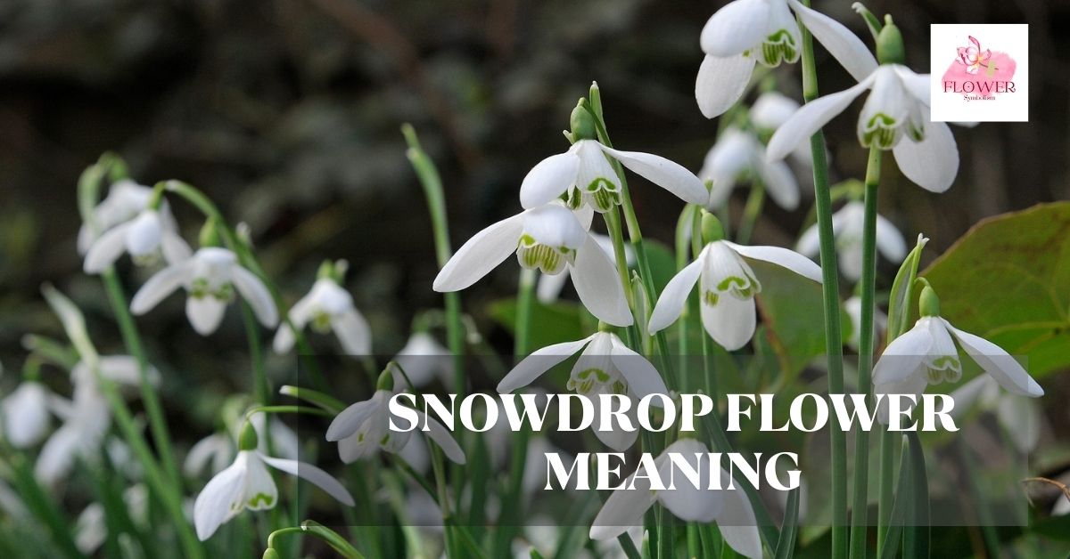 snowdrop flower meaning