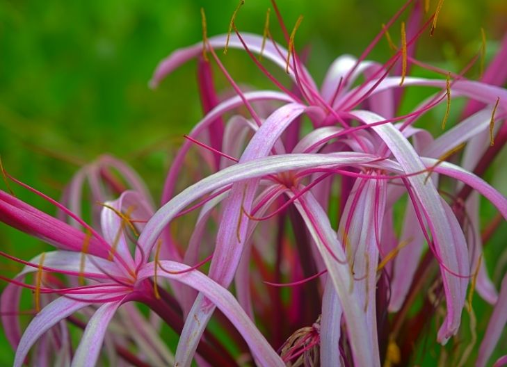 When Do Spider Lilies Bloom?