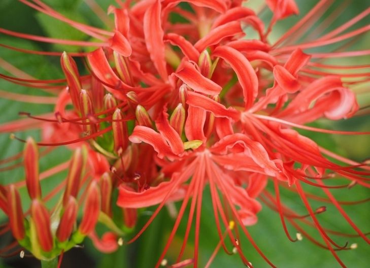 spider lily flower meaning color