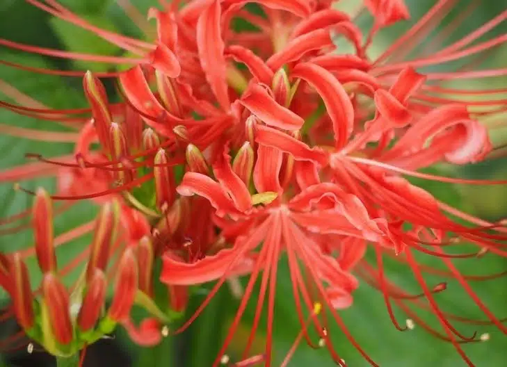 spider lily flower meaning color