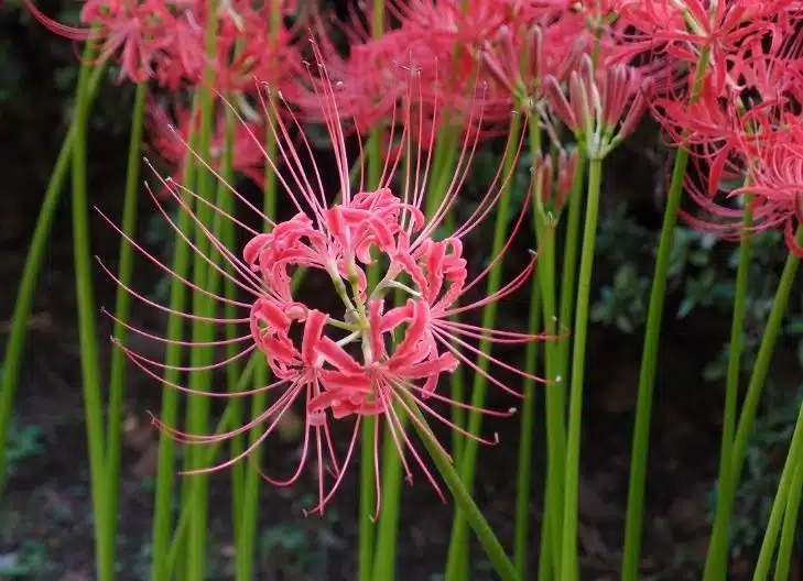 spider lily flower meaning red