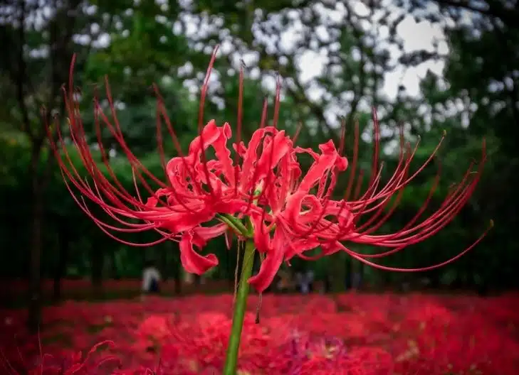 spider lily flower meaning love