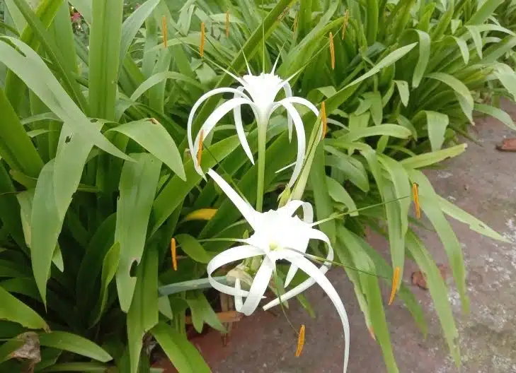 Spider Lilies Bloom