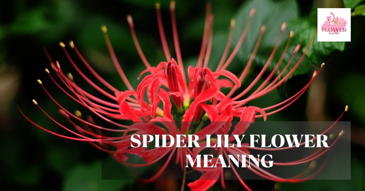 Spider Lily Flower Meaning