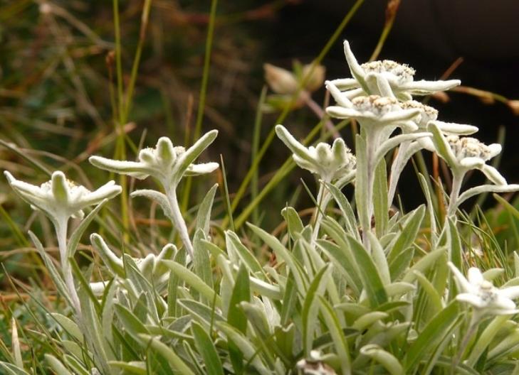 spiritual meaning of edelweiss flower