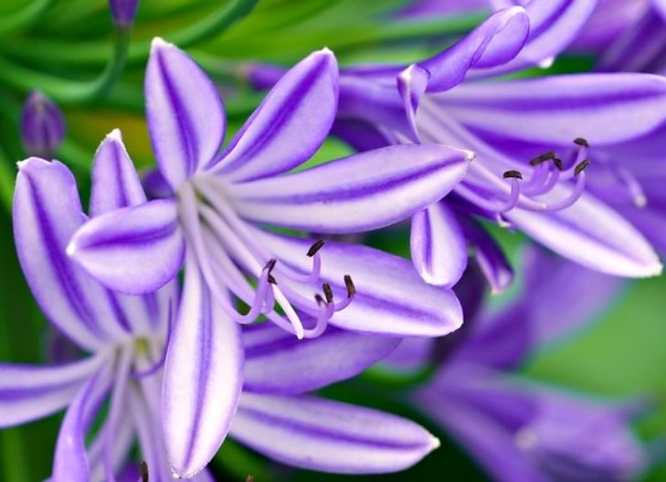 Star lily symbolism tied to grace