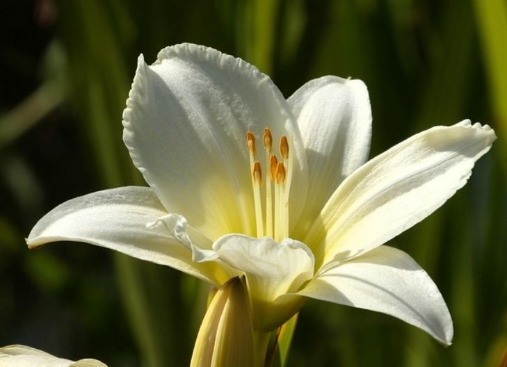 Spiritual meaning of star lily