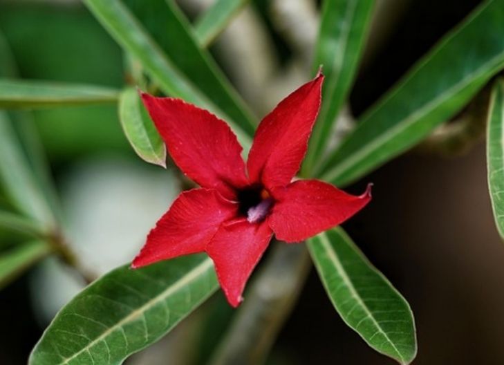 Star lily flower meaning symbolizes