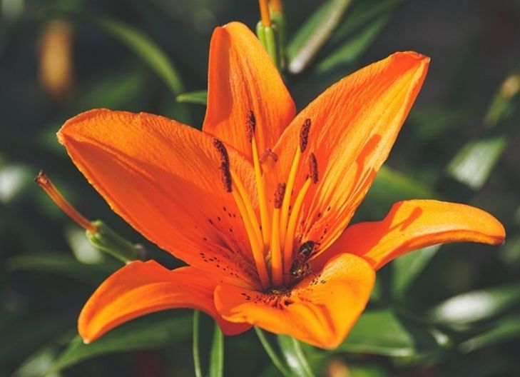 What does the star lily flower mean?