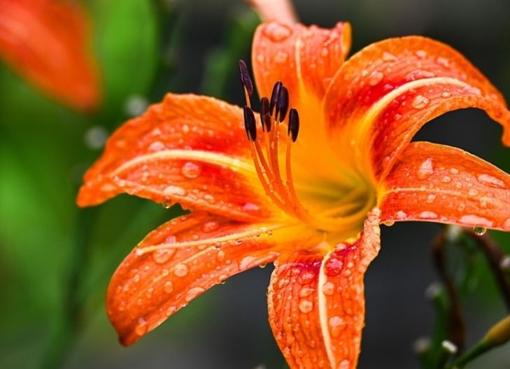 In love, star lilies represent sincere affection