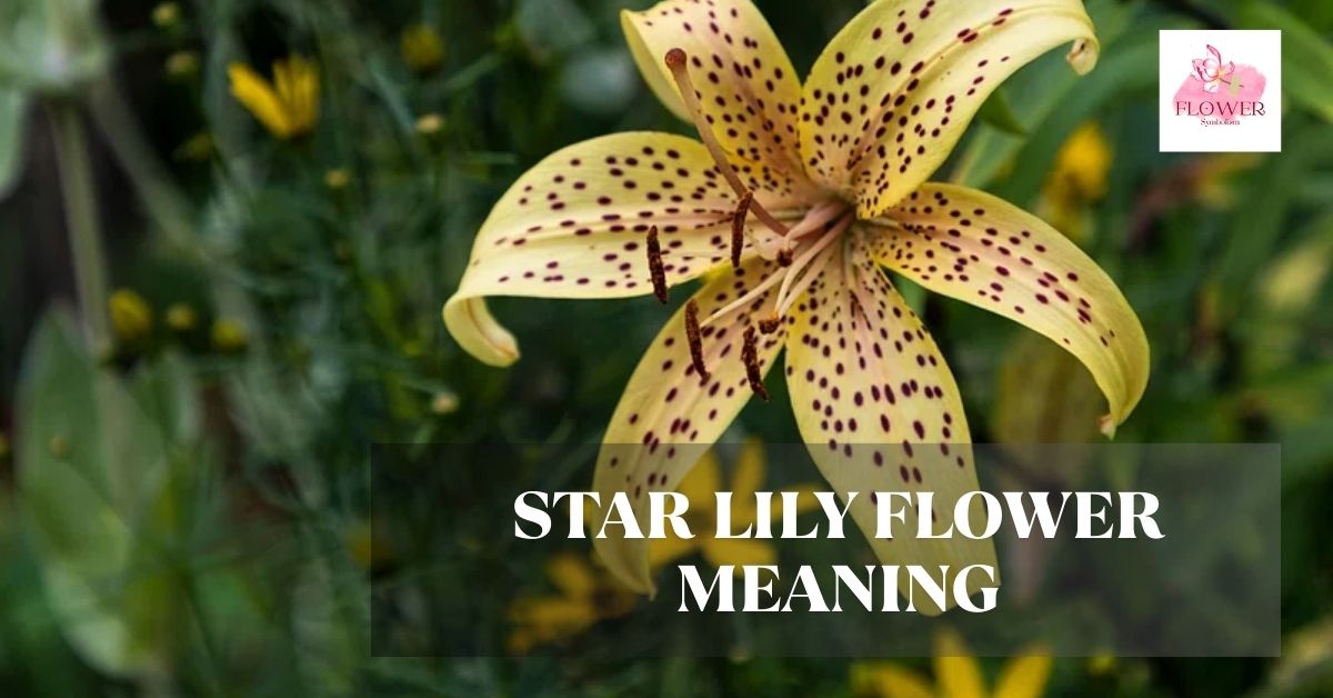 star lily flower meaning