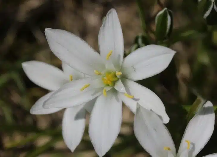 Star of Bethlehem flower meaning symbolizes purity