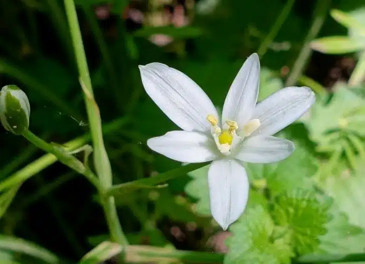 Star of Bethlehem flower meaning symbolizes purity