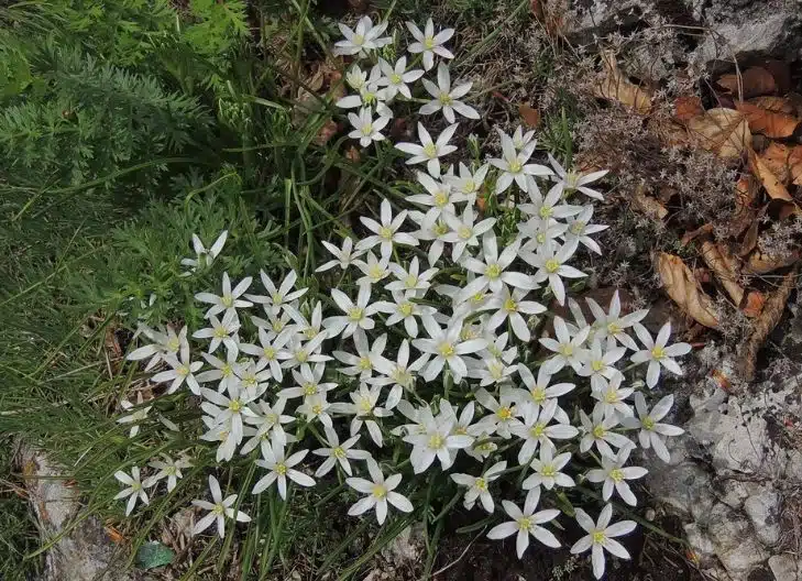 Spiritual meaning of Star of Bethlehem 
