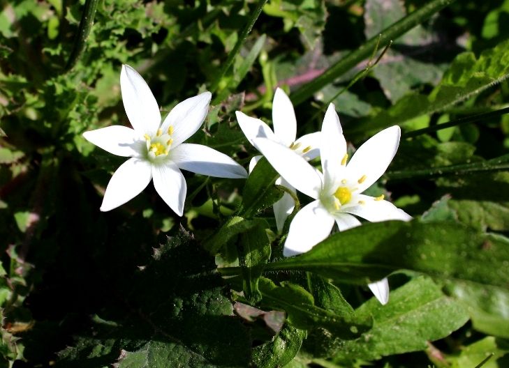 Star of Bethlehem symbolism