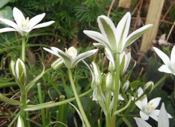 star of bethlehem flower meaning 5