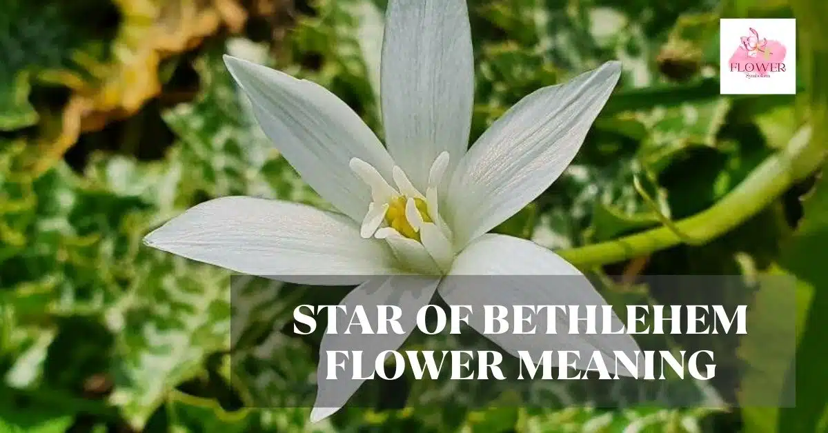 star of bethlehem flower meaning
