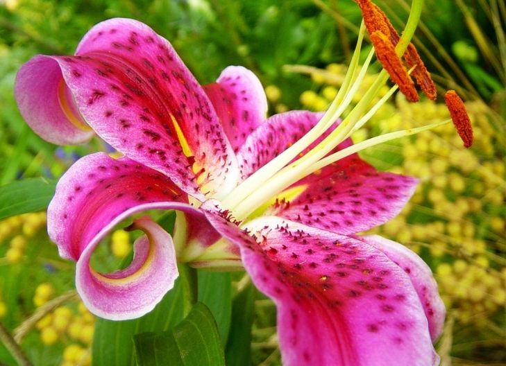 stargazer lily flower meaning red