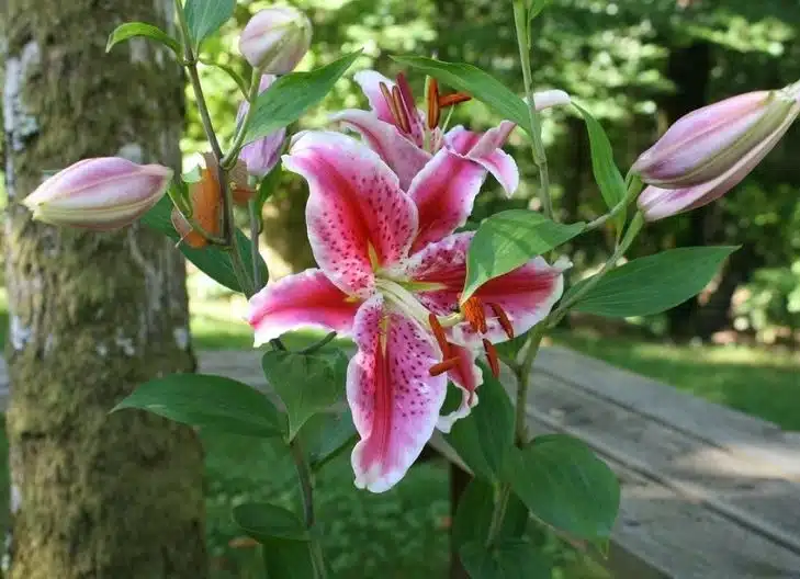 stargazer lily flower color meaning