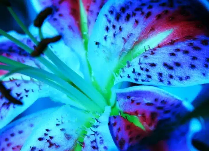 stargazer lily flower meaning relationship
