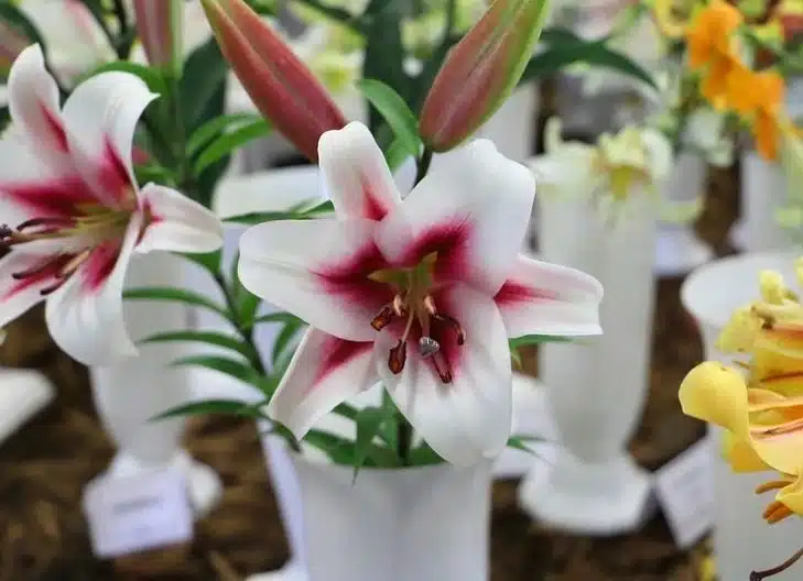 stargazer lily flower meaning spiritual