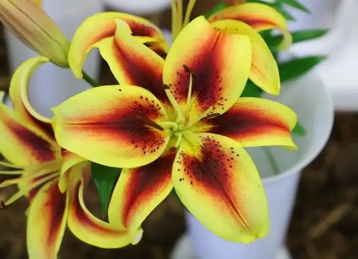 stargazer lily flower meaning in love
