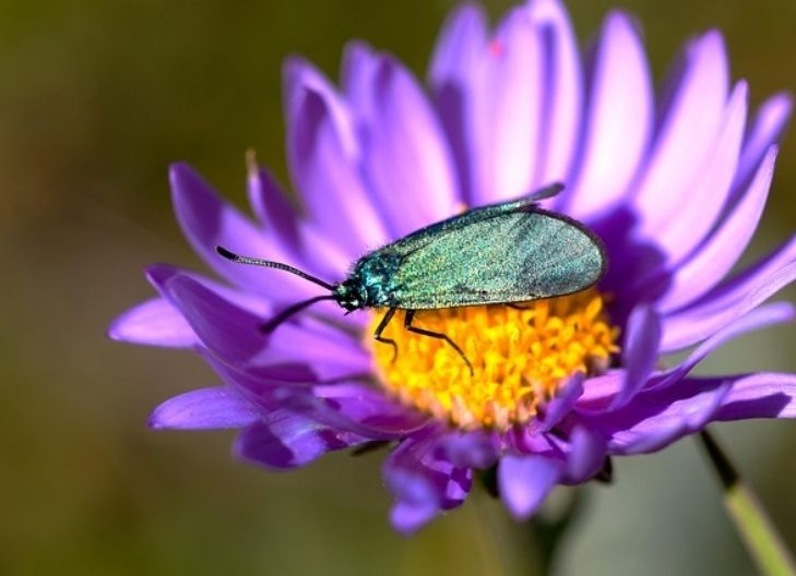 In love, statice flowers represent long-lasting