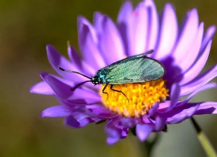  In love, statice flowers represent long-lasting