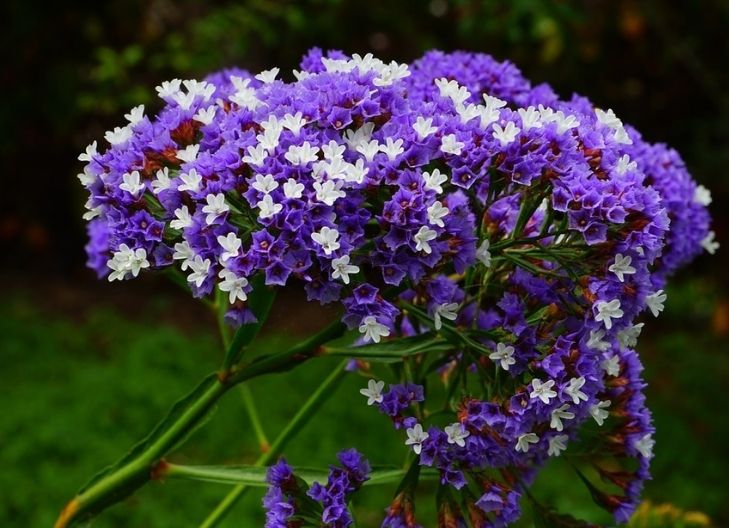 What does the statice flower mean?