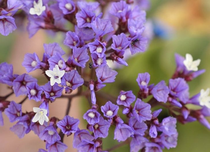 Statice flower meaning symbolizes