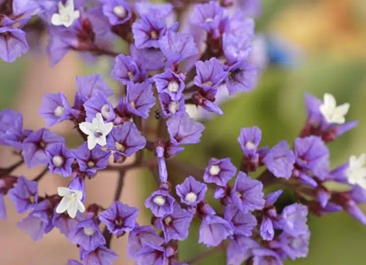 Statice flower meaning symbolizes