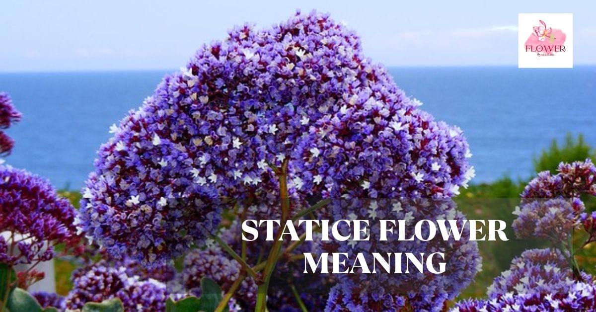 statice flower meaning