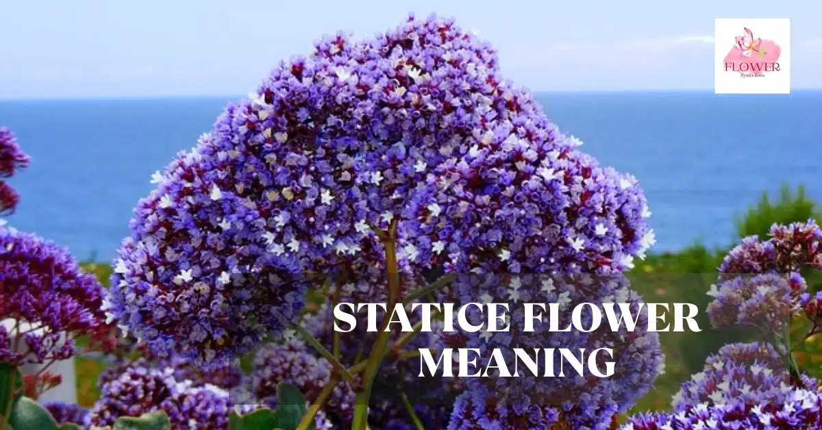 statice flower meaning