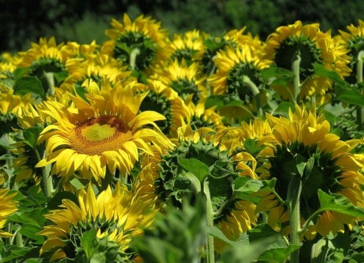  Spiritual meaning of sunflower