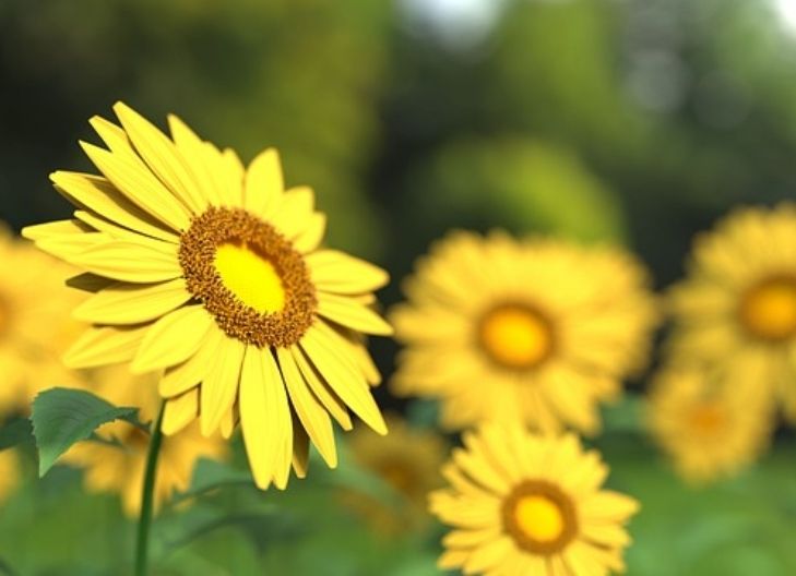 Sunflower symbolism
