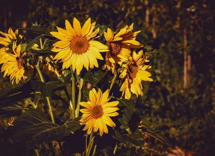 sunflower flower mean? A symbol of adoration, spiritual strength, and enduring emotional light