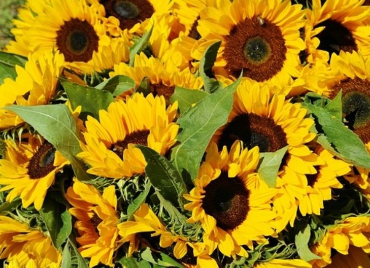 sunflowers represent faithful affection
