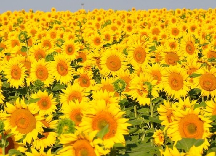 Sunflower flower meaning symbolizes happiness