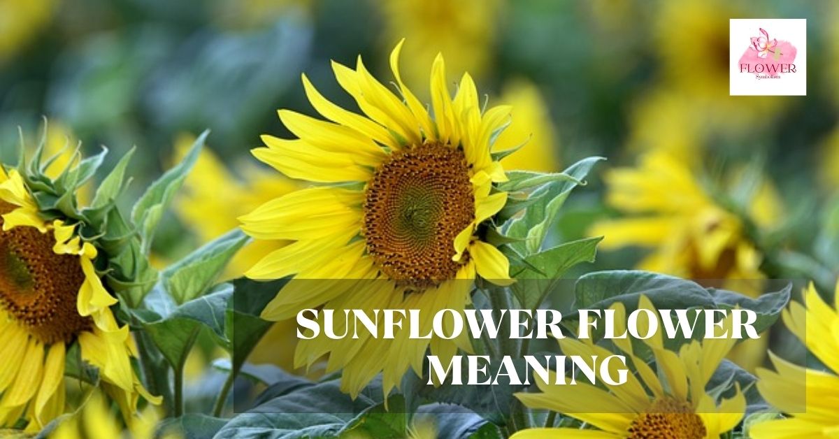 sunflower flower meaning
