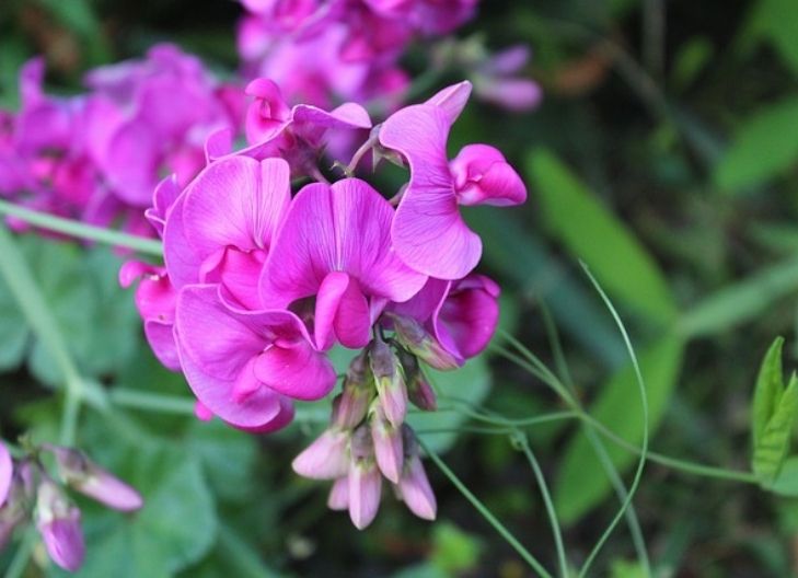 Sweet pea flower symbolism